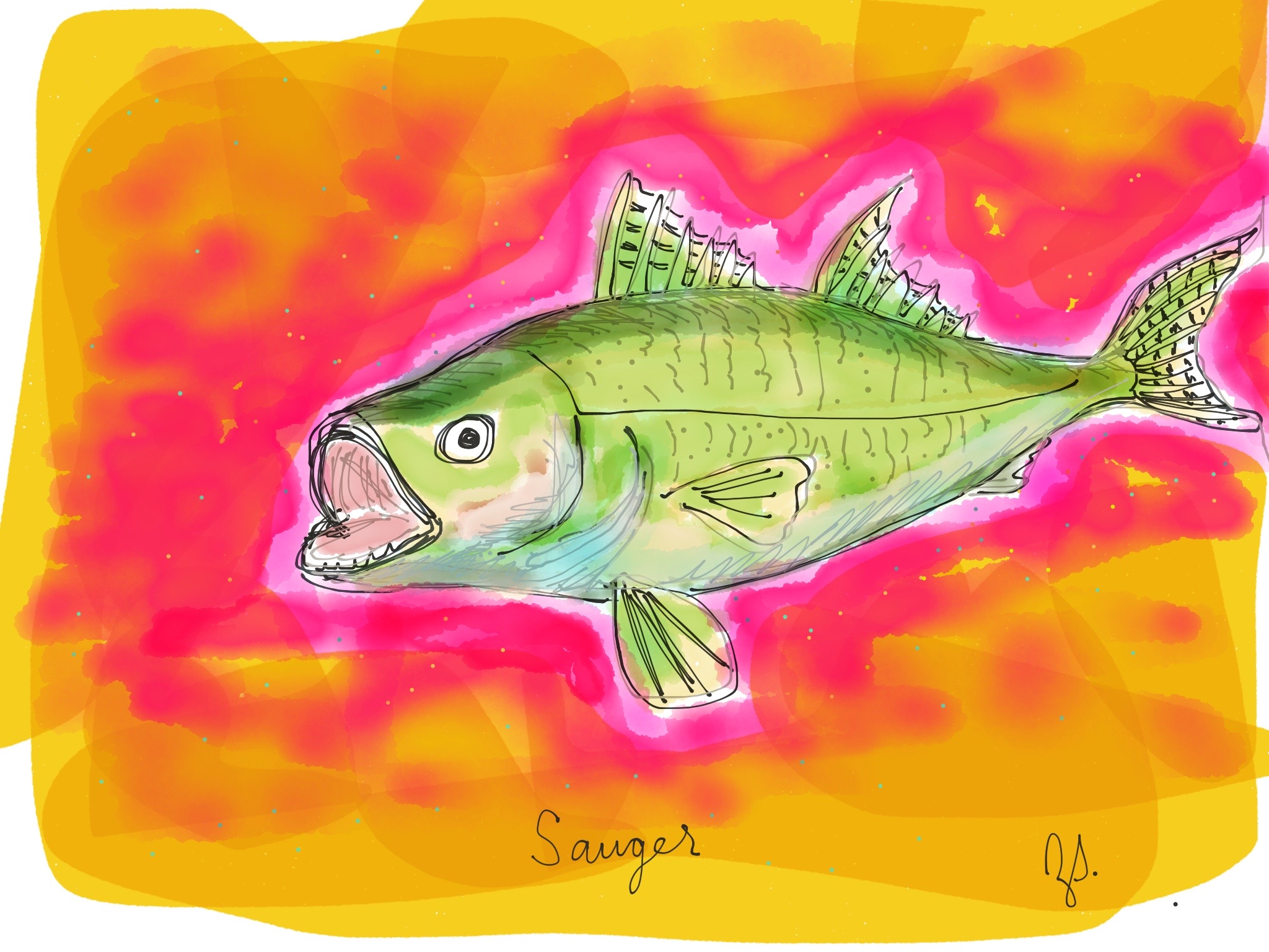 a lime green sauger swims towards the screen from the right hand side, in three-quarter view. Its mouth is open to reveal a soft pink interior and sharp lower teeth. It is set against a neon pink cloud of colour that bleeds into mustard yellow layers.
