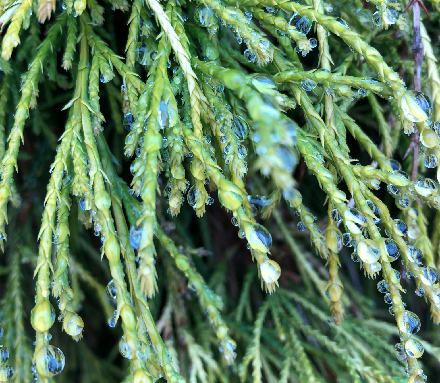 Screen Shot 2019-01-05 at 12.02.02 PM.png